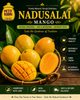 Nadusalai Mango –  Salem's Hidden Gem